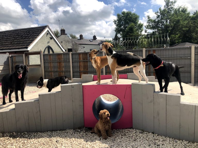 How to Choose the Best Doggy Daycare